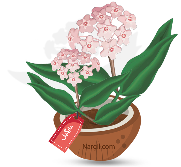  Nargil - wax plant